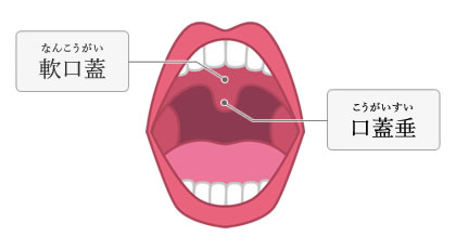 いびきの原因となる部位の画像